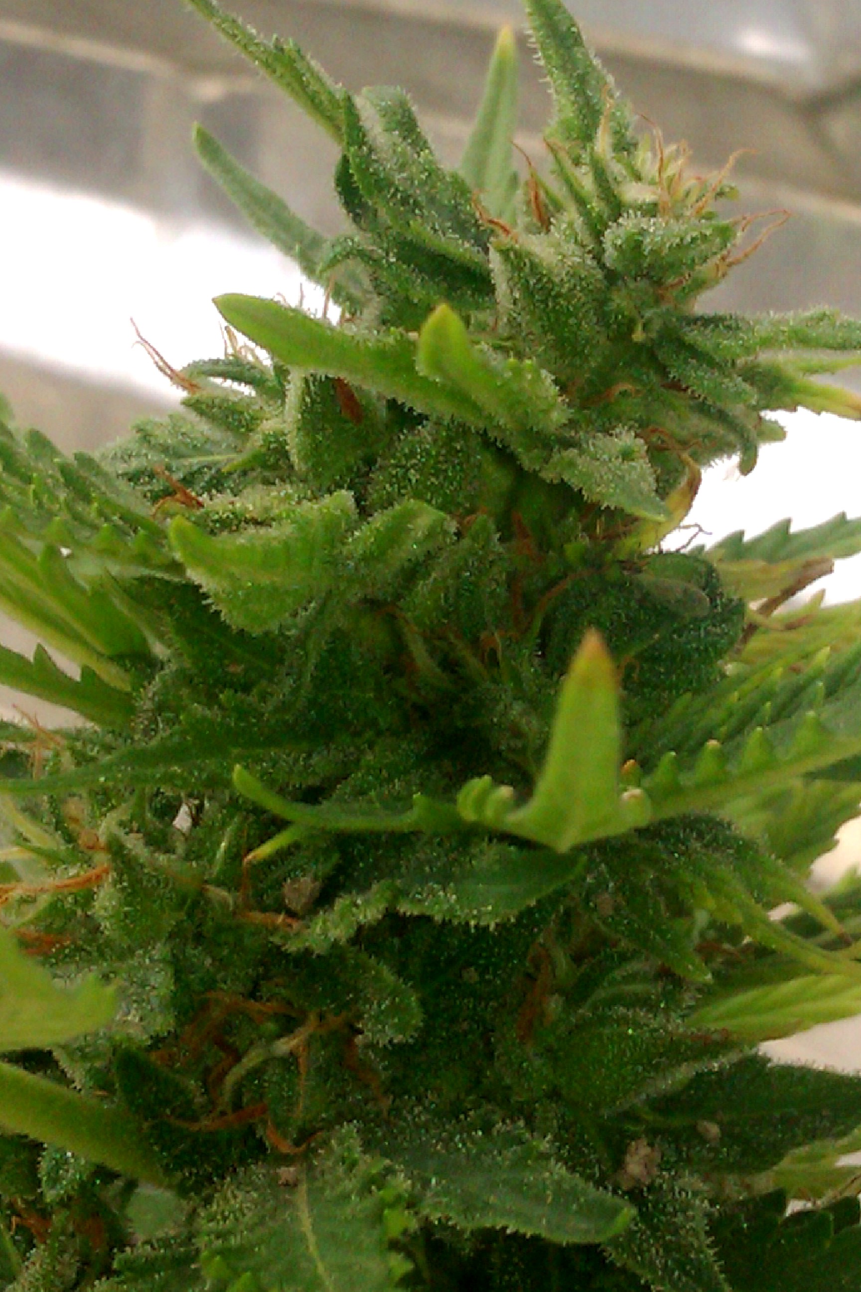 IMAG0289.jpg