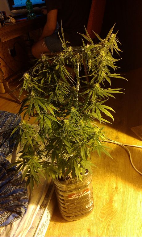 IMAG0444