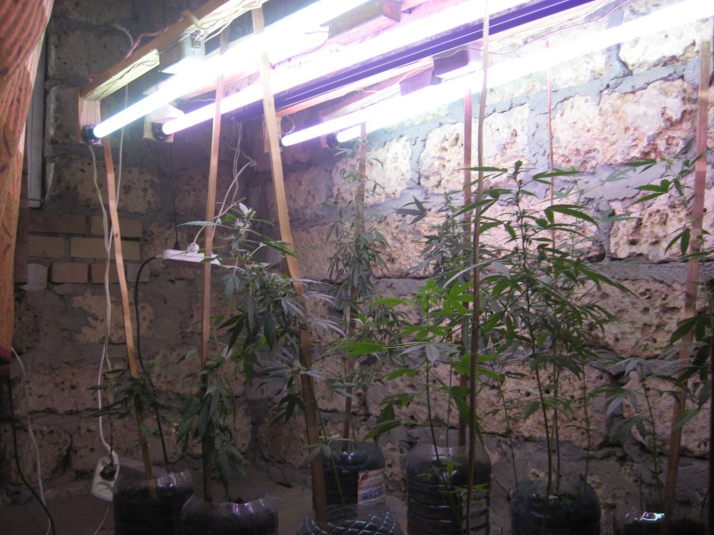 IMG 0542
