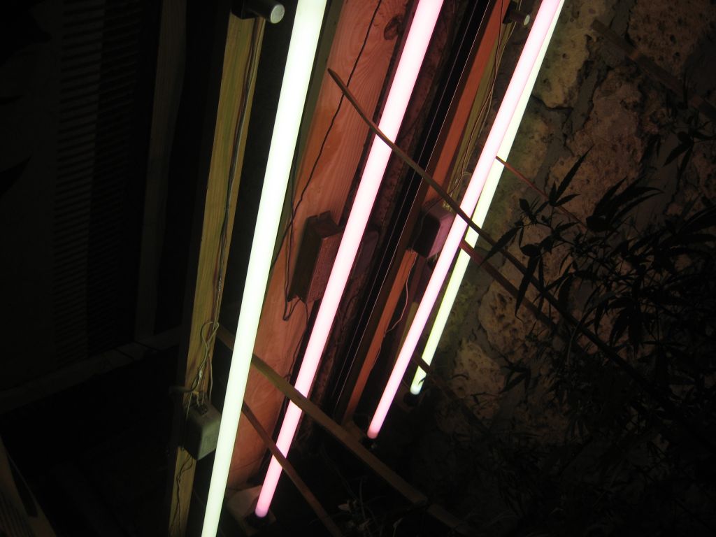 IMG 0547