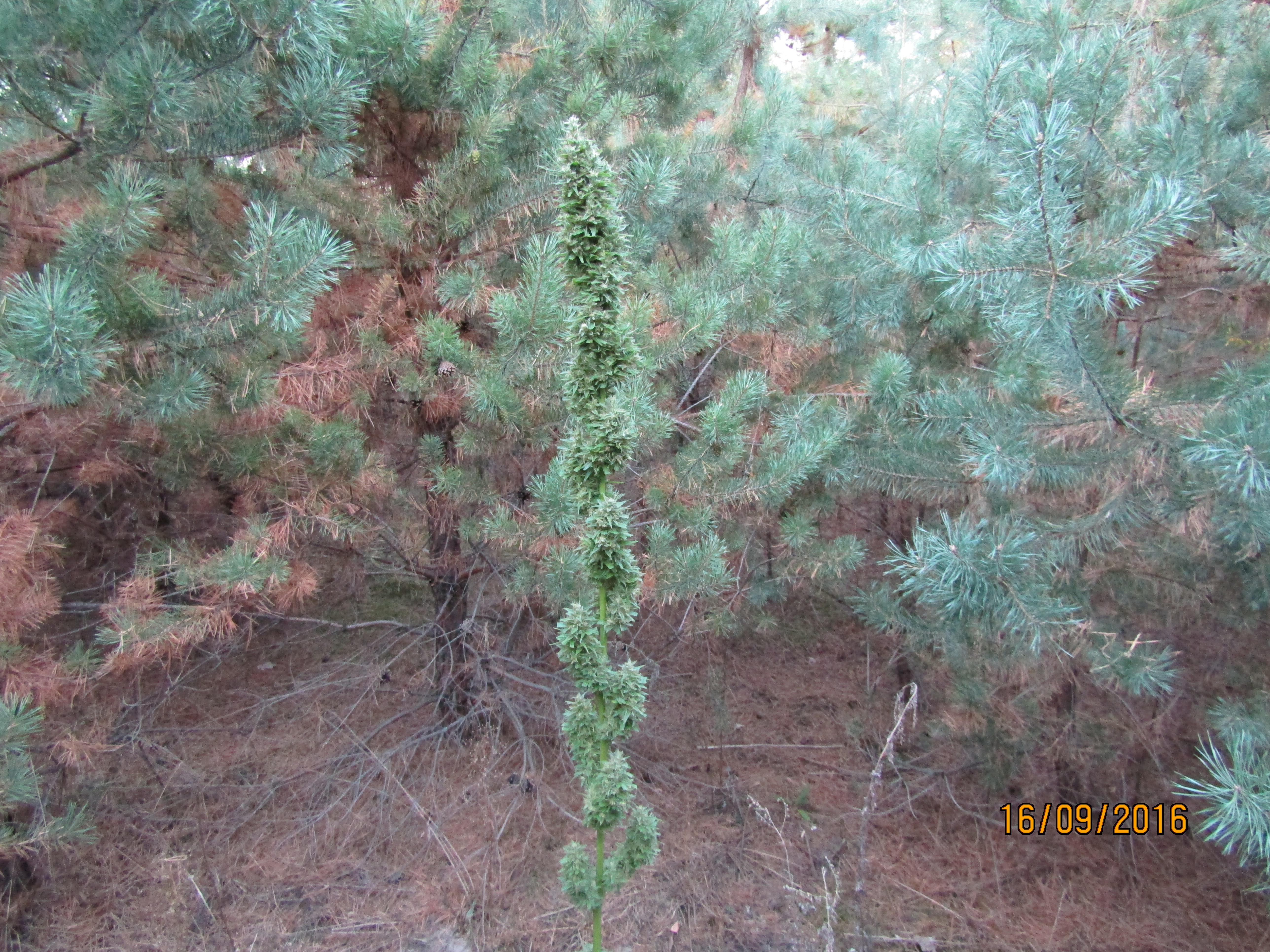 IMG 0742