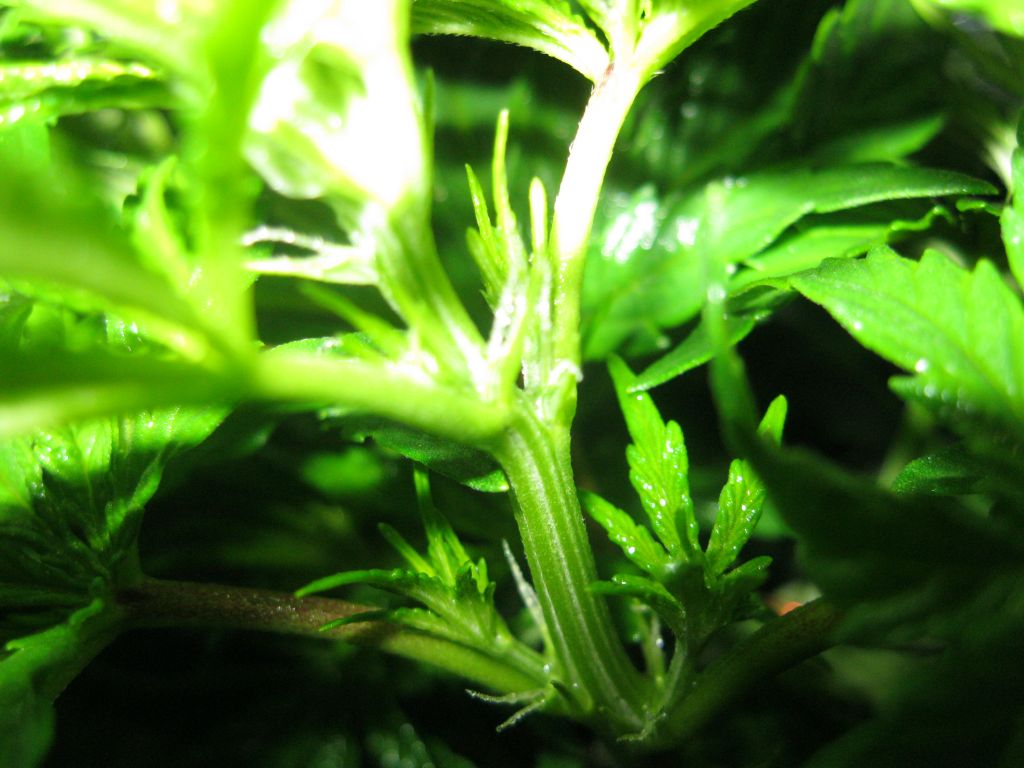 IMG 0909