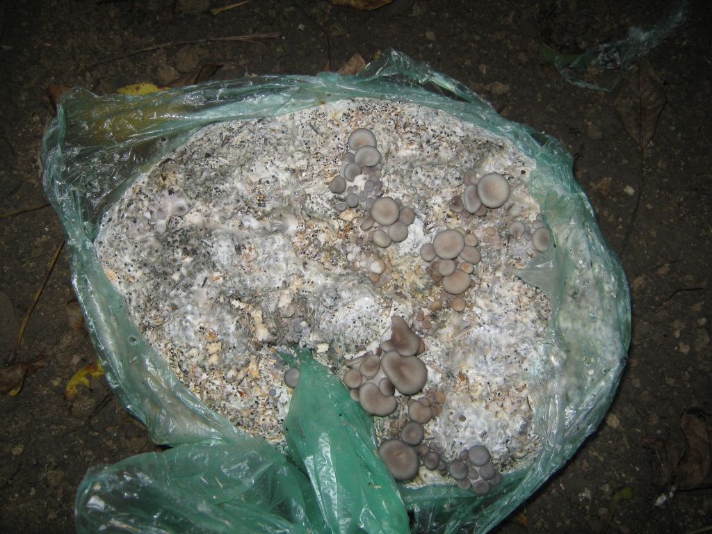 IMG 0947