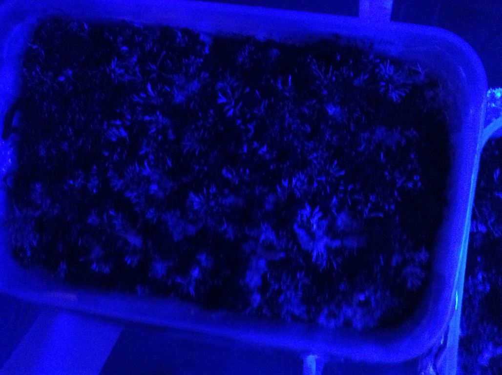IMG 1021