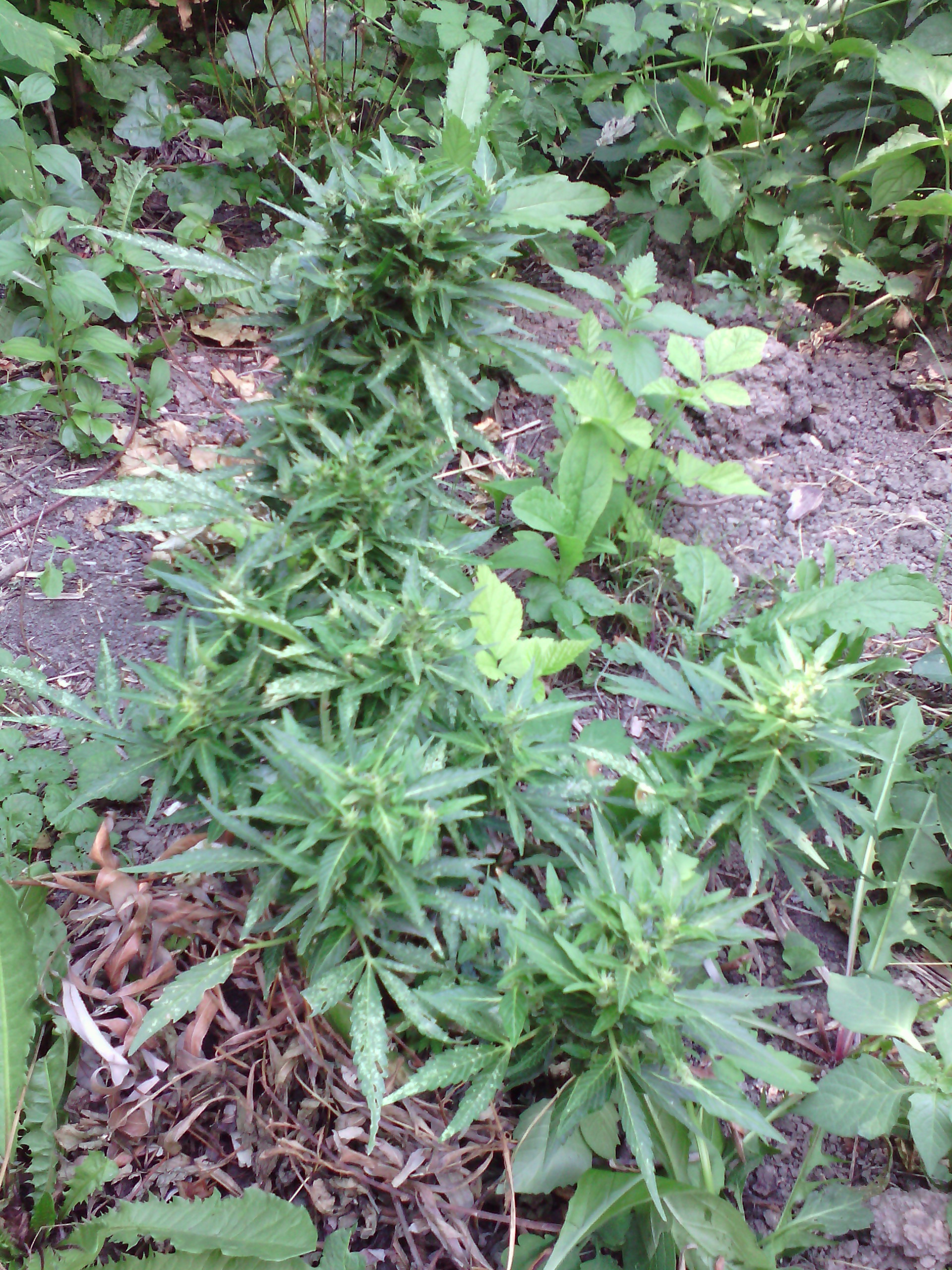 IMG 20150703 155008