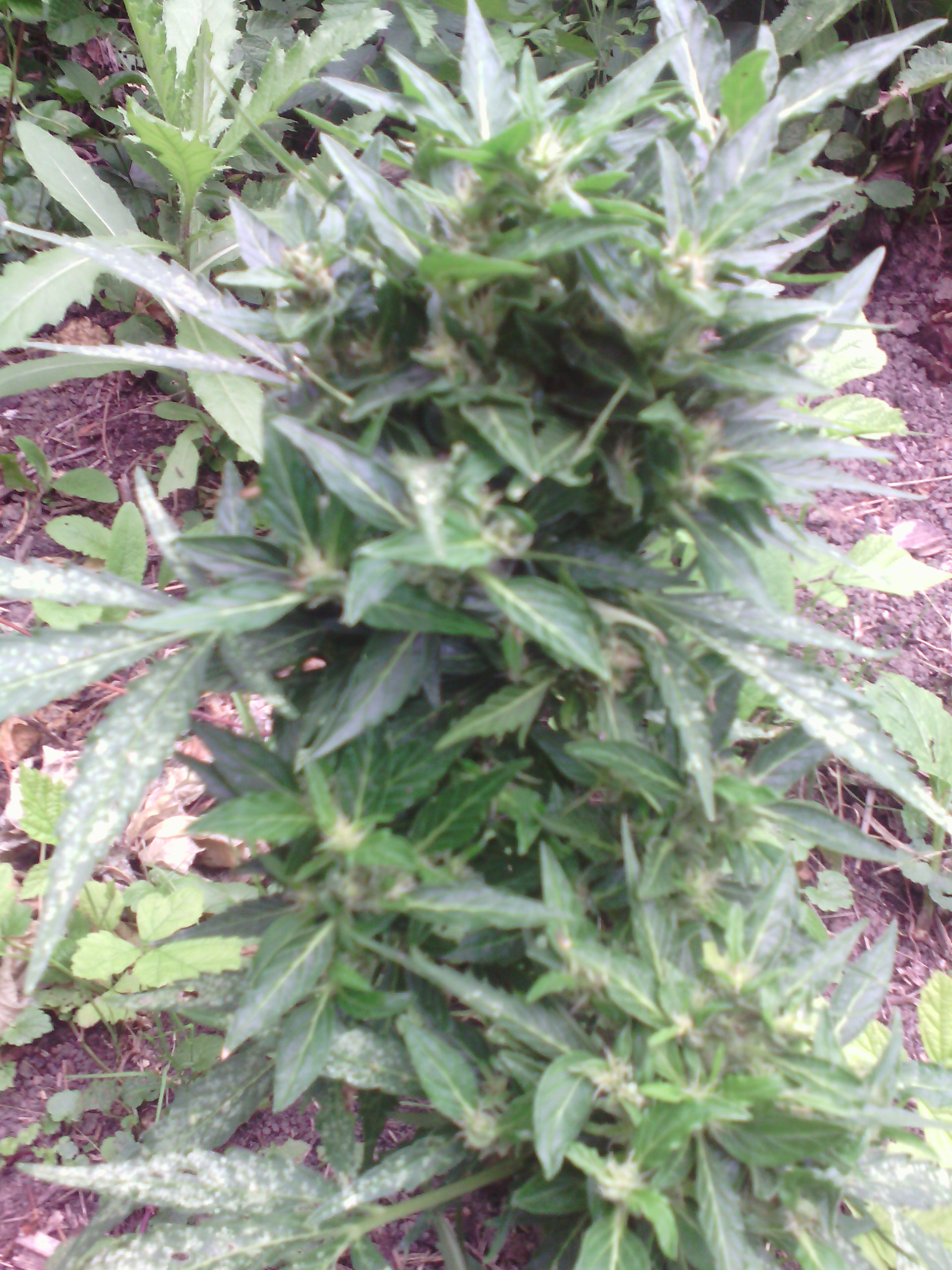IMG 20150705 125739
