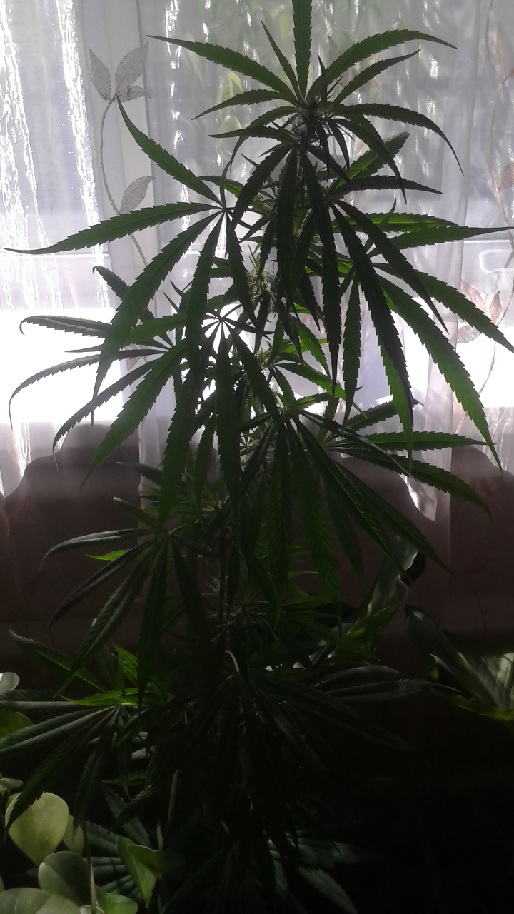 IMG 20150723 162255