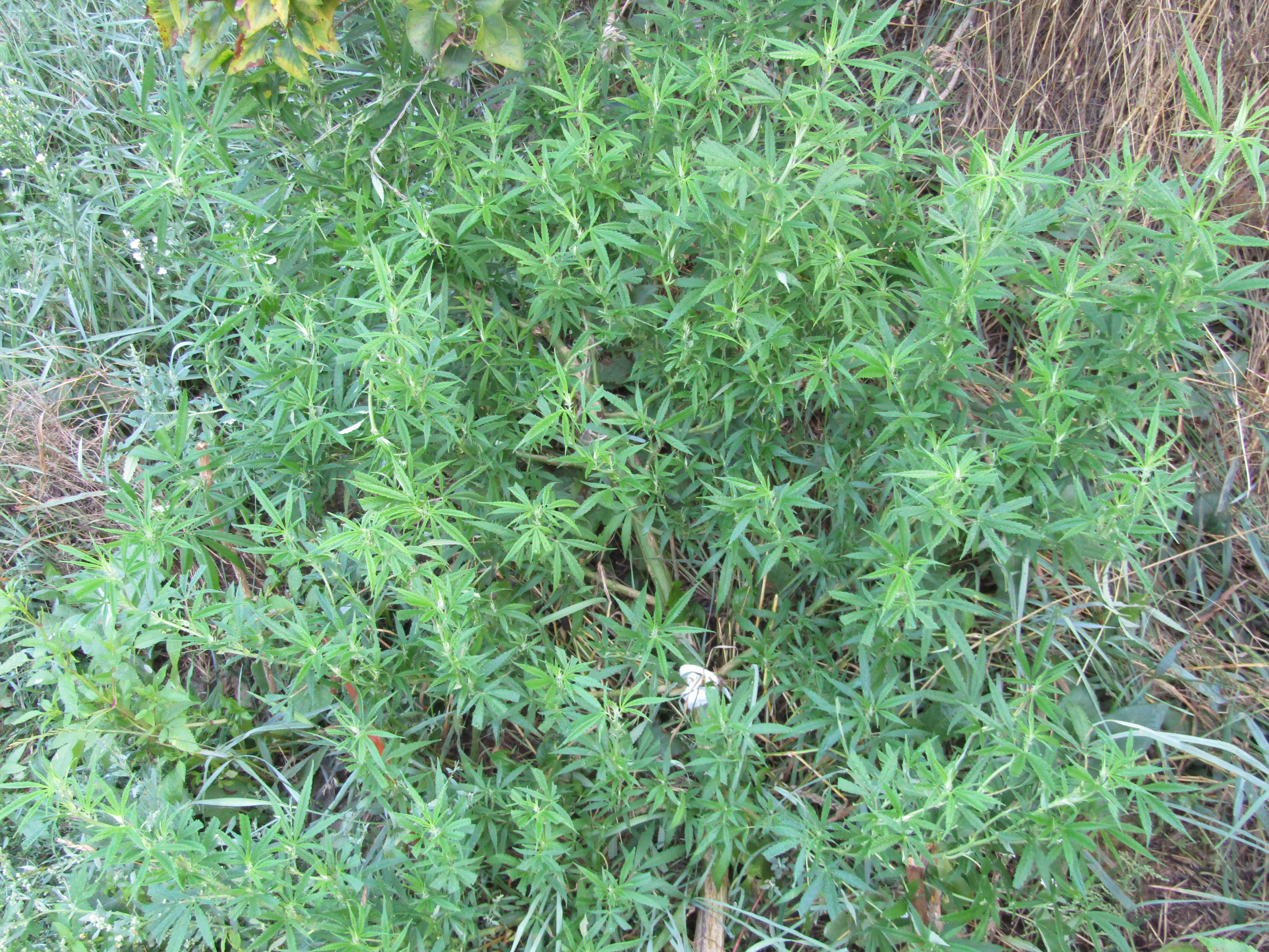 IMG_0142.JPG