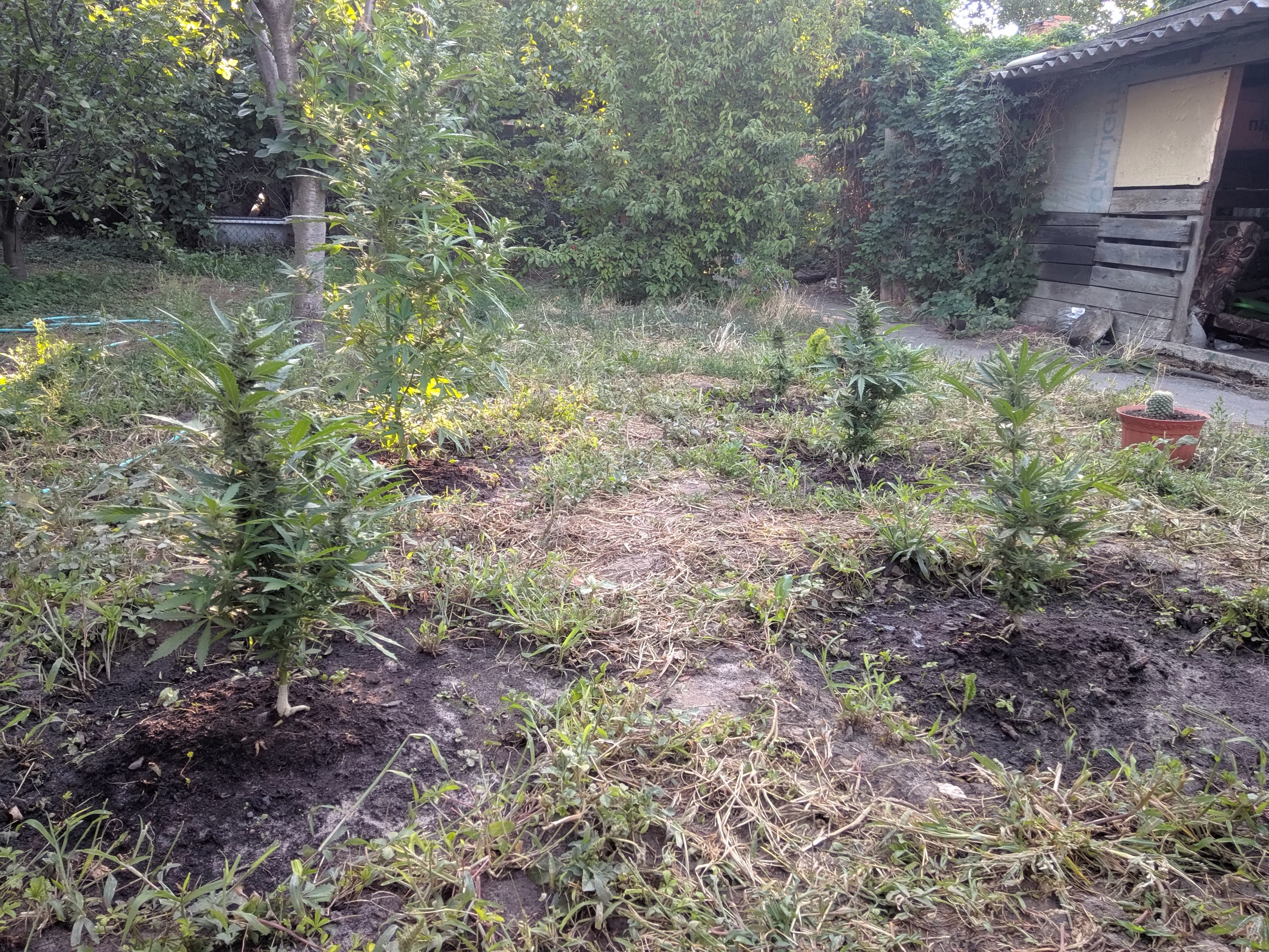 IMG_20240817_072253.jpg