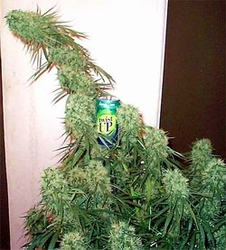 indoor hydro 01