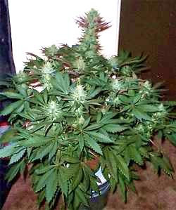 indoor hydro 07