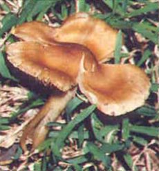 inocybe aeruginascens