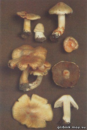 inocybe patouillardii