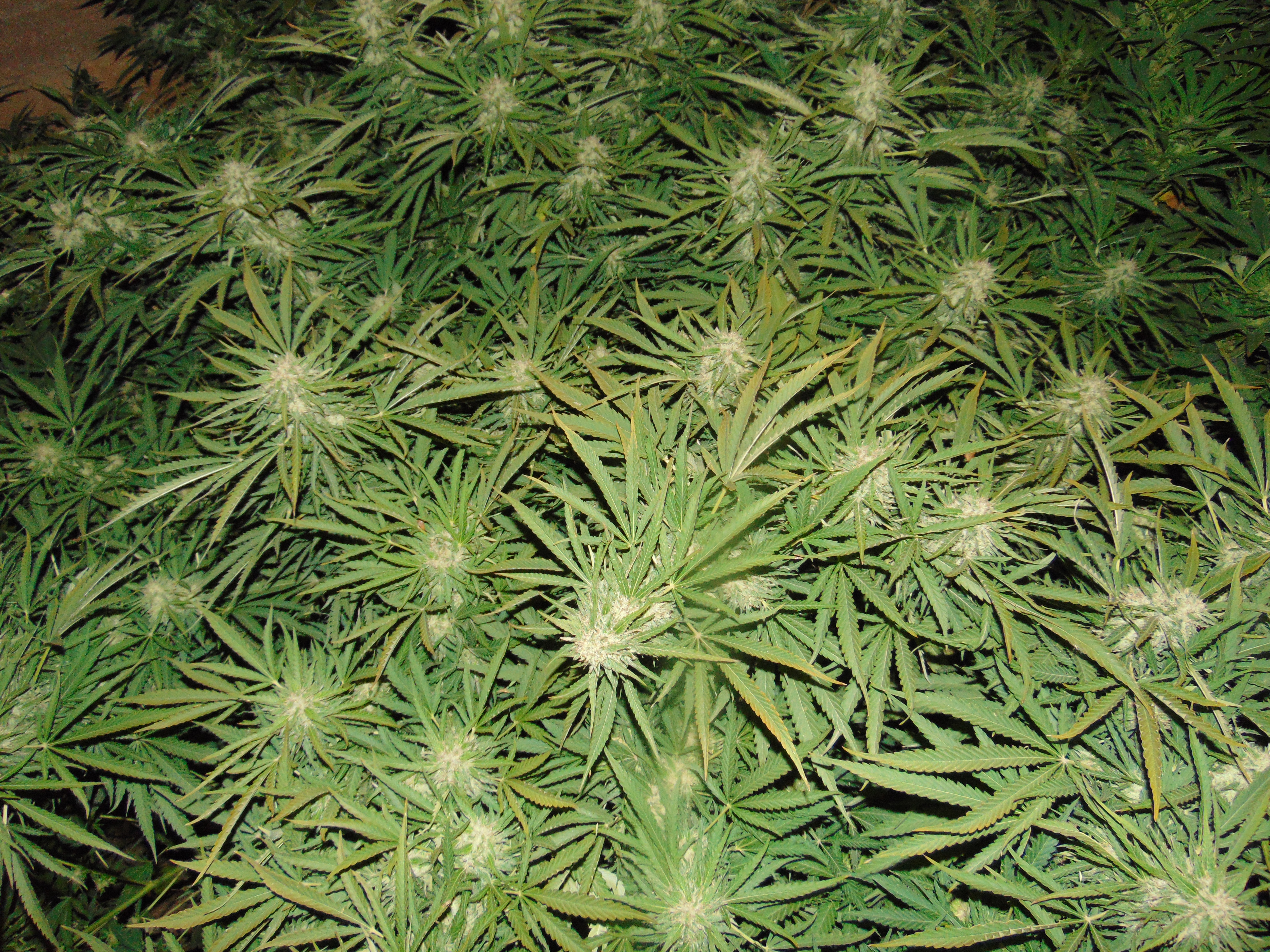 Jack Herer. 55дн.цвет..JPG