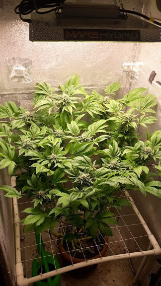 jack herer.jpeg