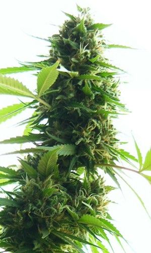 Jack Herer