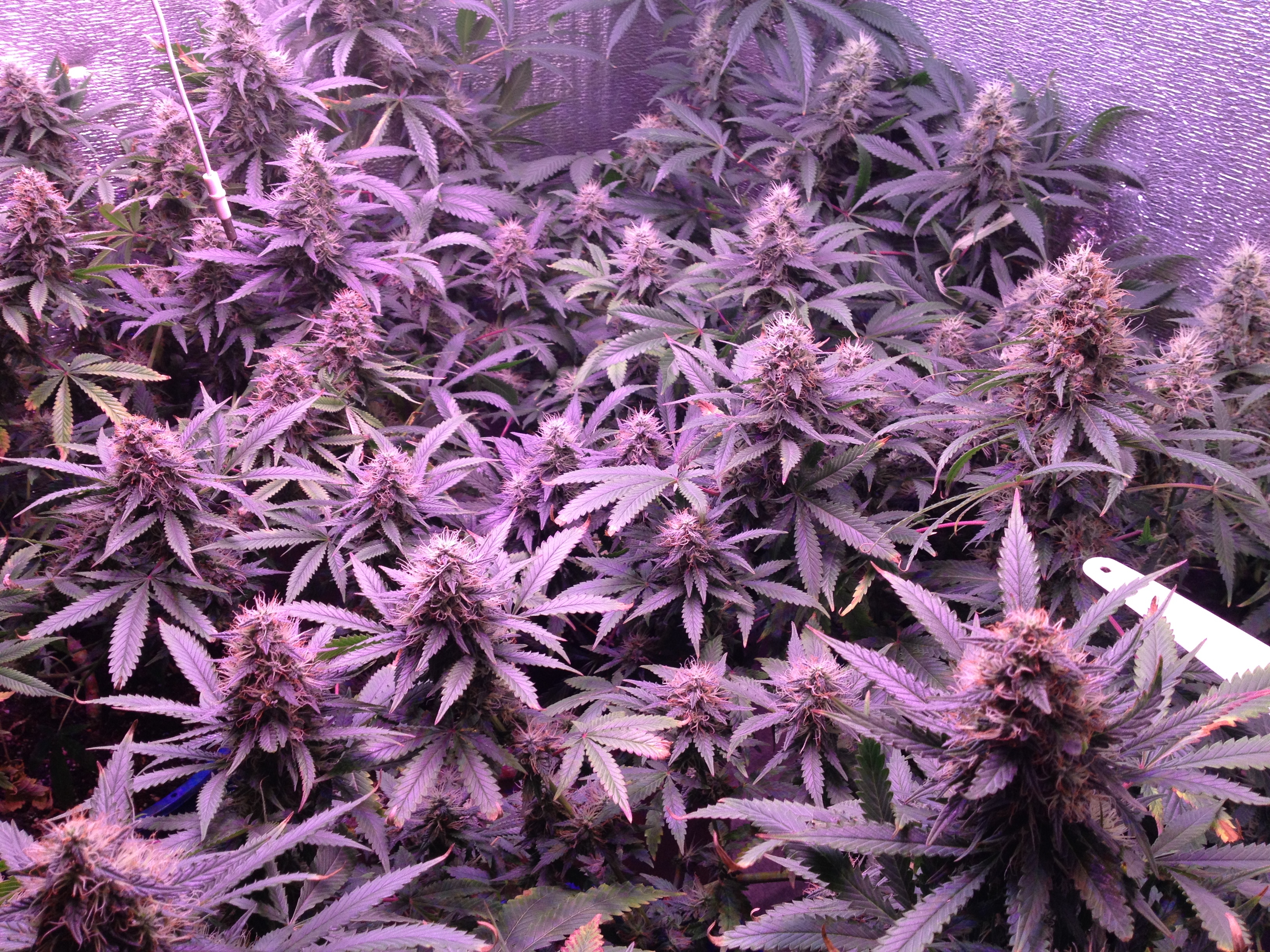 Jack Herrer (GH Seeds)