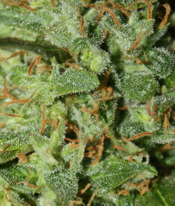 Jack Herrer