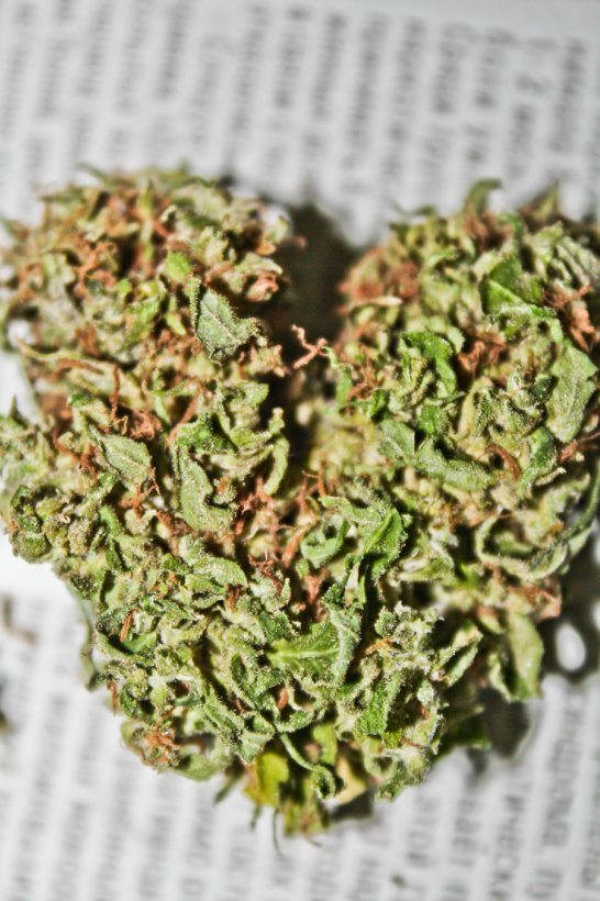 Jack Herrer