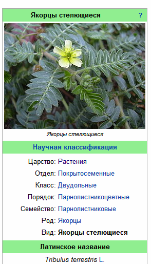 якорцы стелющиеся