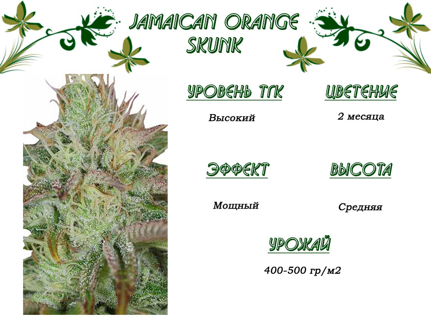 Jamaican Orange Skunk