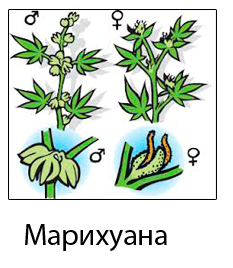 Как отличить пол конопли
