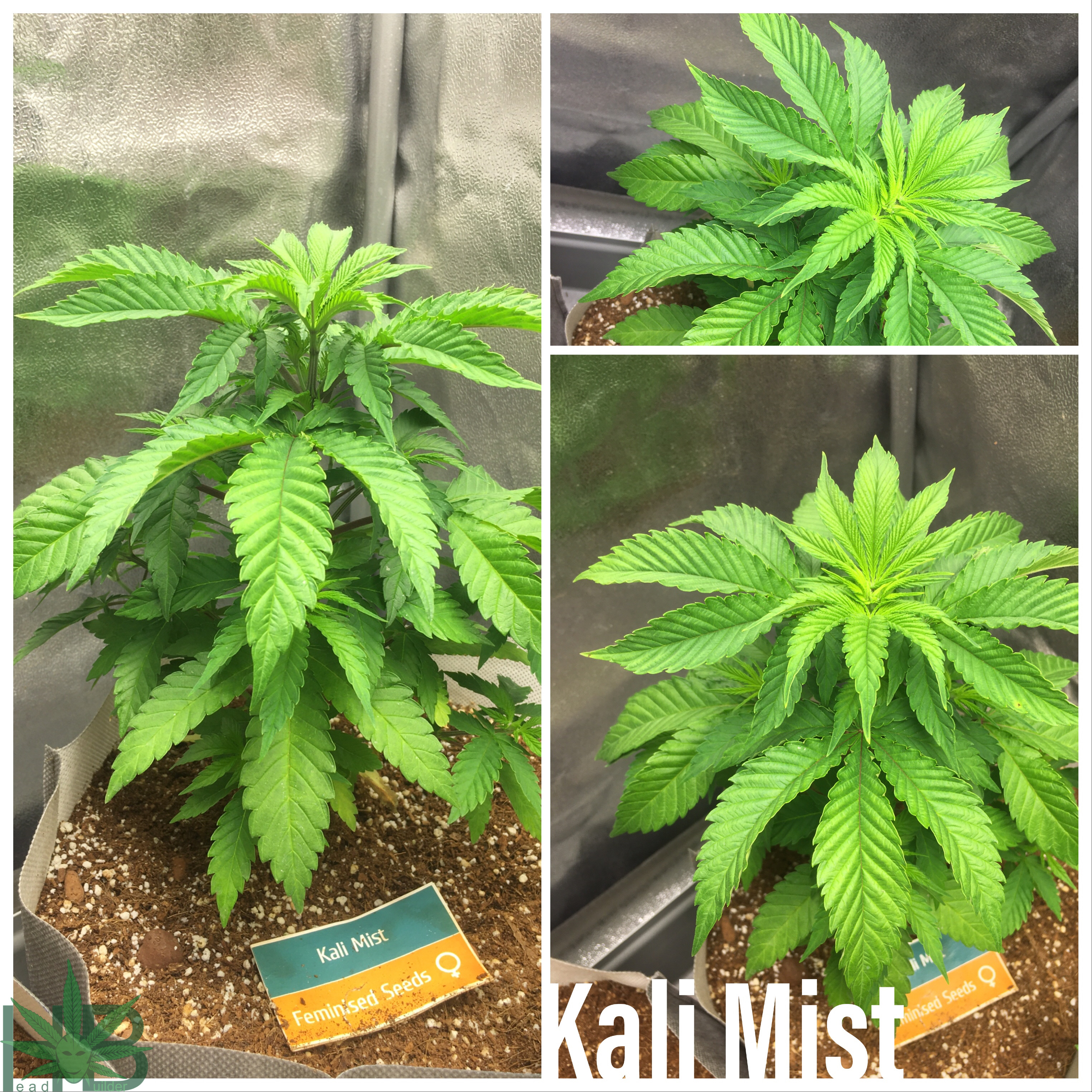 Kali Mist