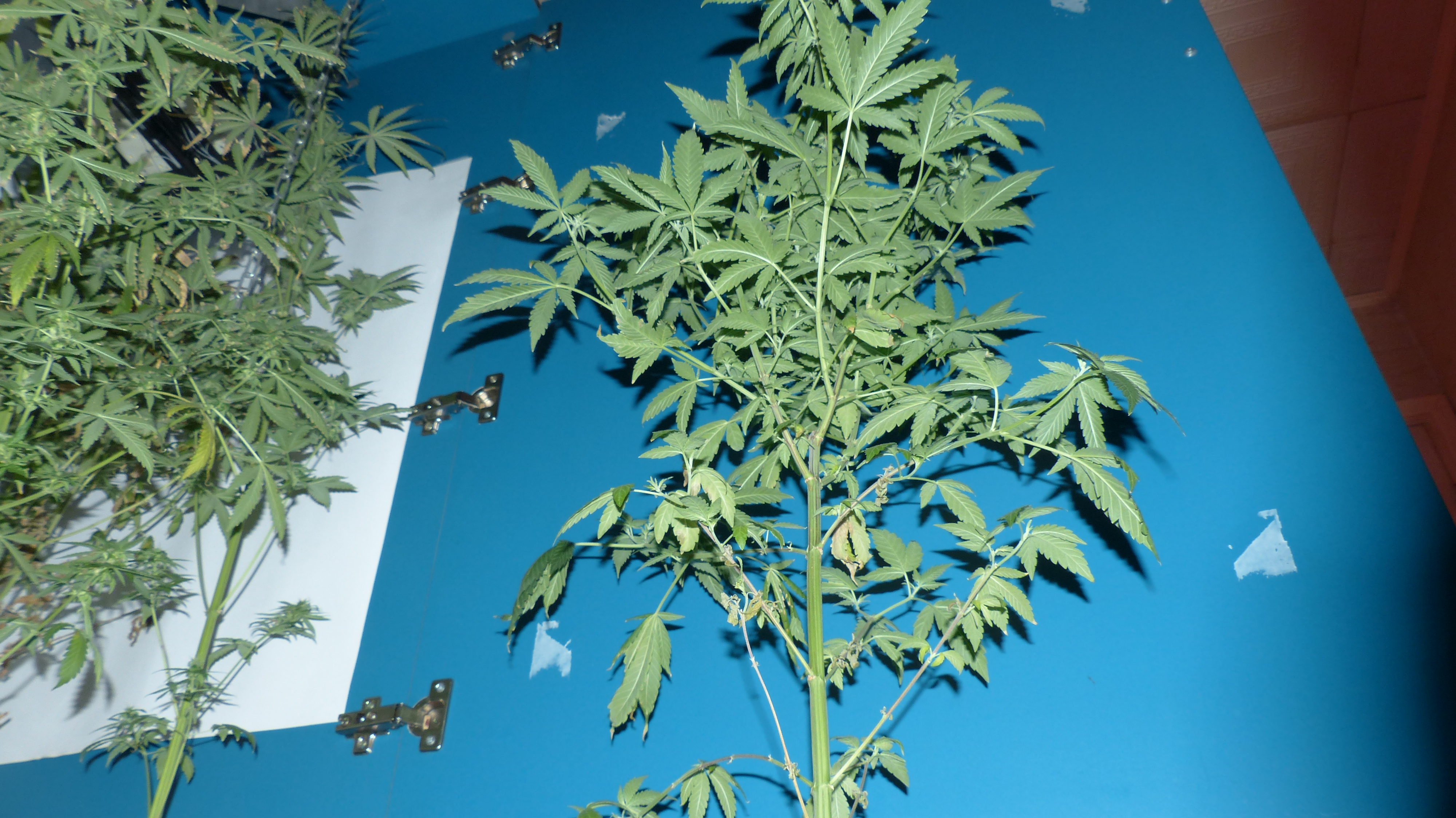 Killer Kush 2