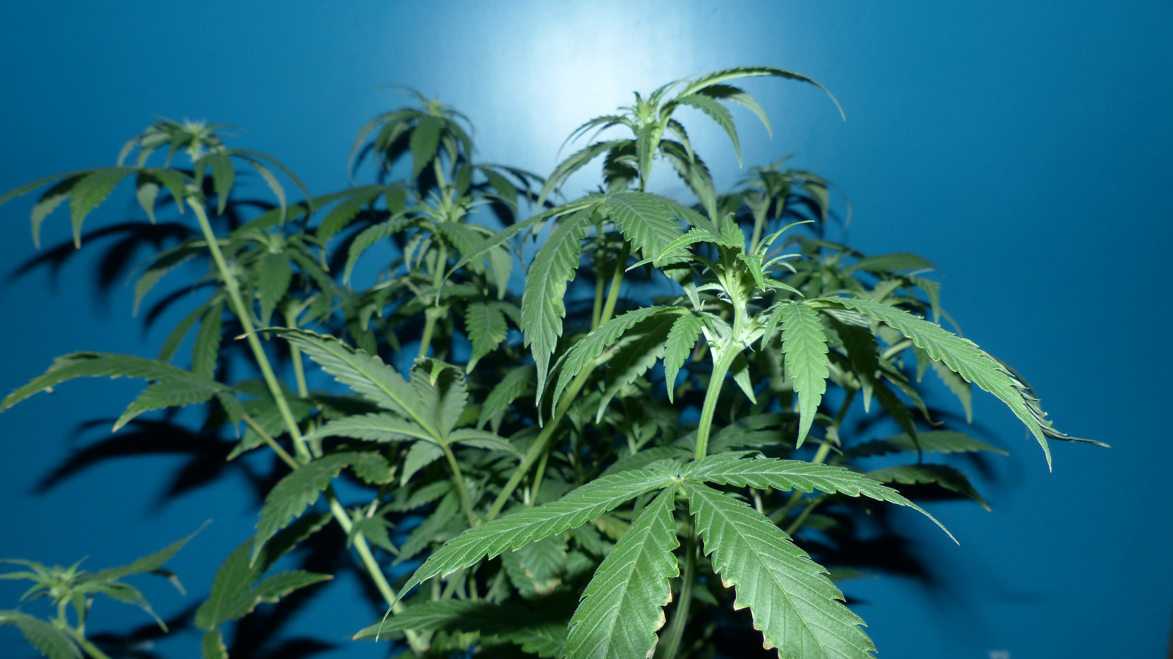 Killer Kush 3