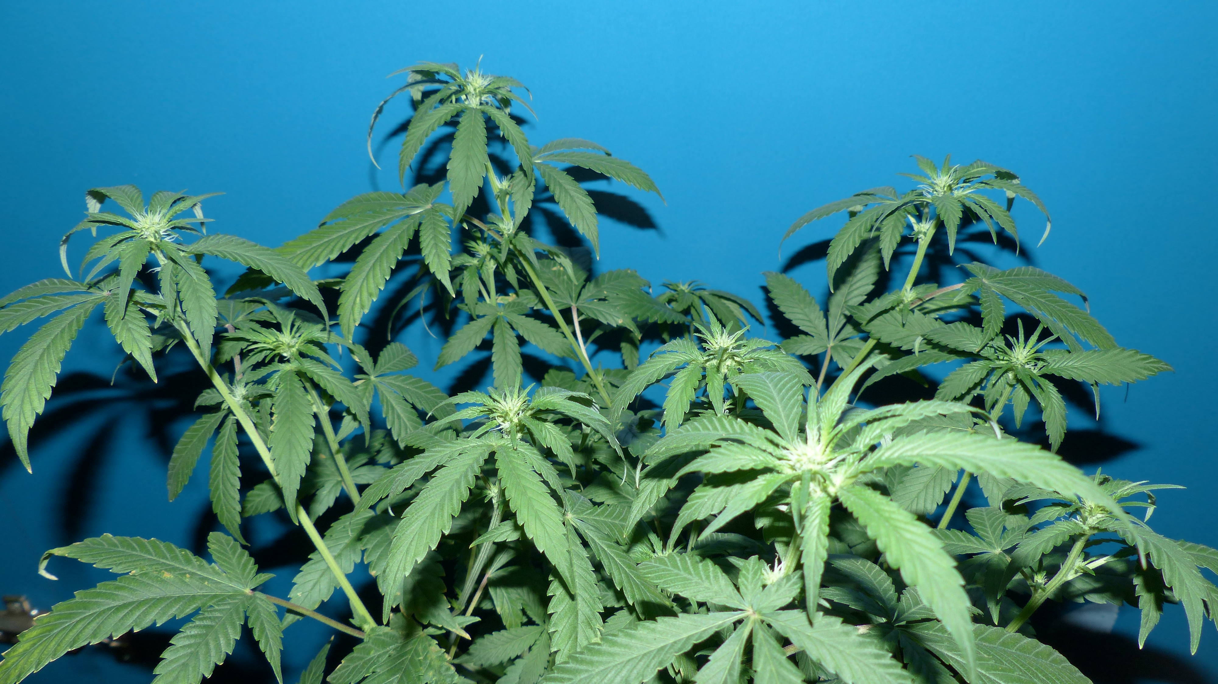 Killer Kush 4