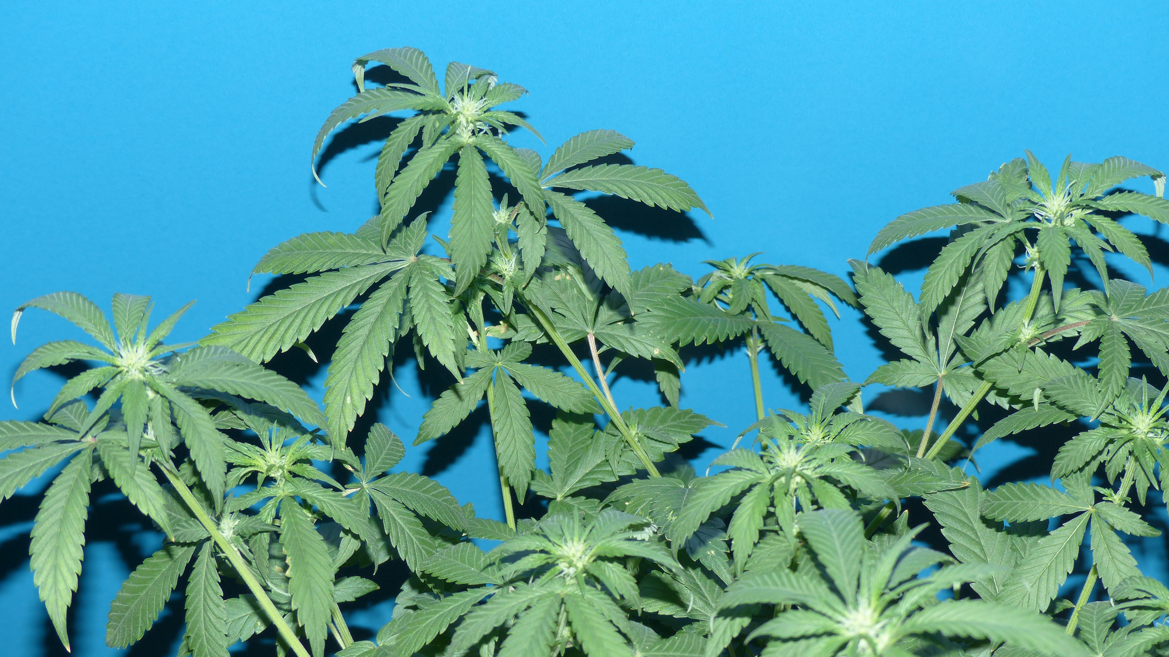 Killer Kush 5
