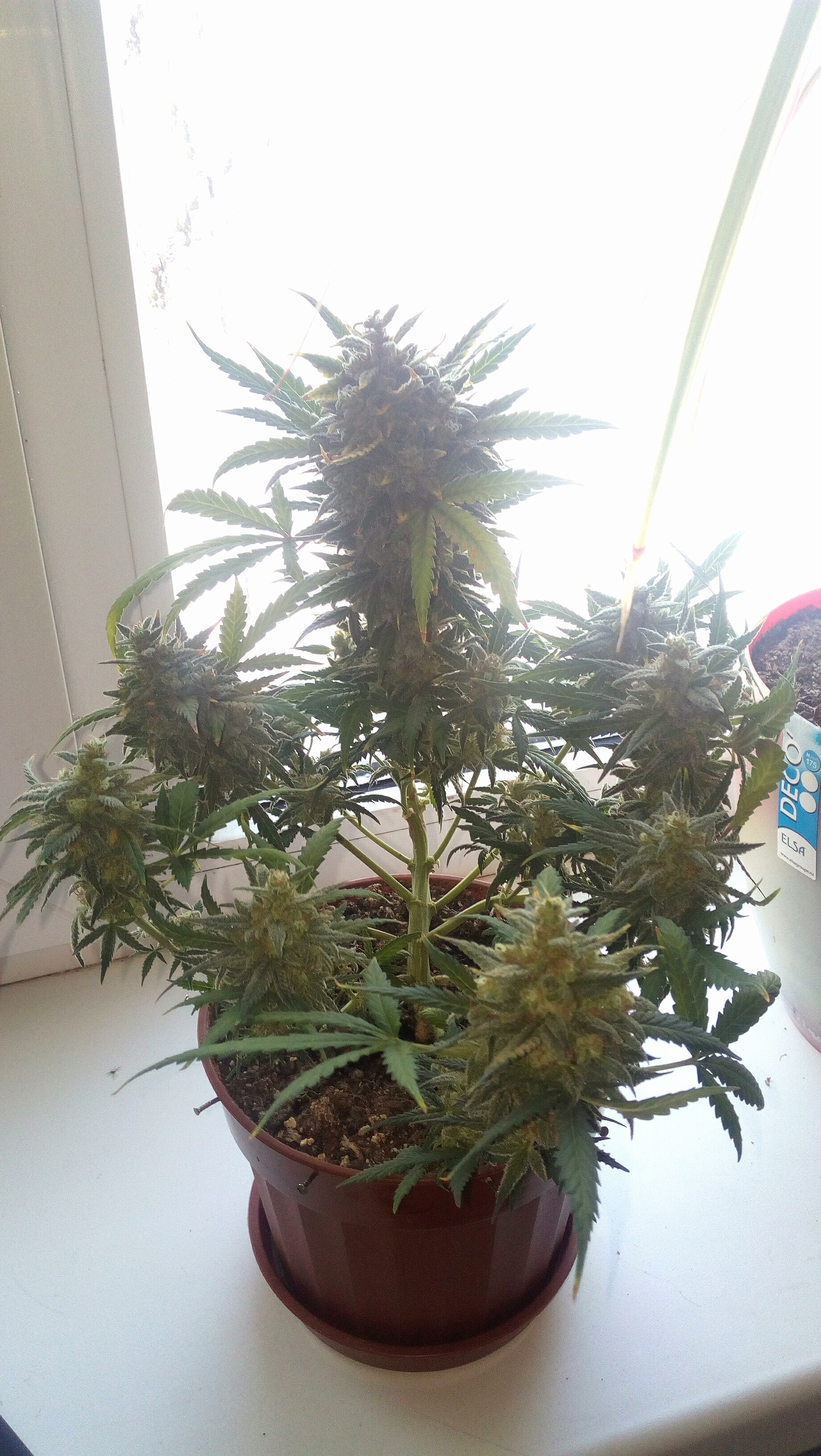 Killer Kush auto fem. 01
