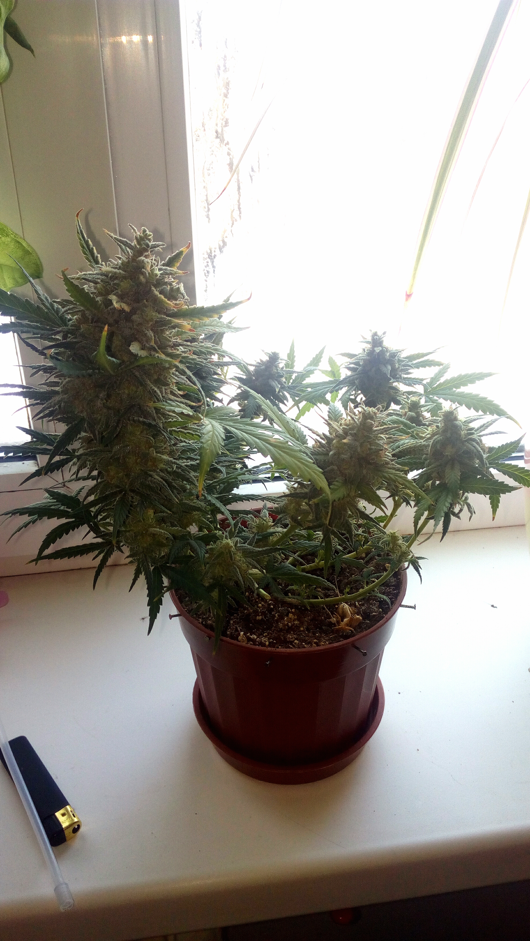 Killer Kush auto fem. 02