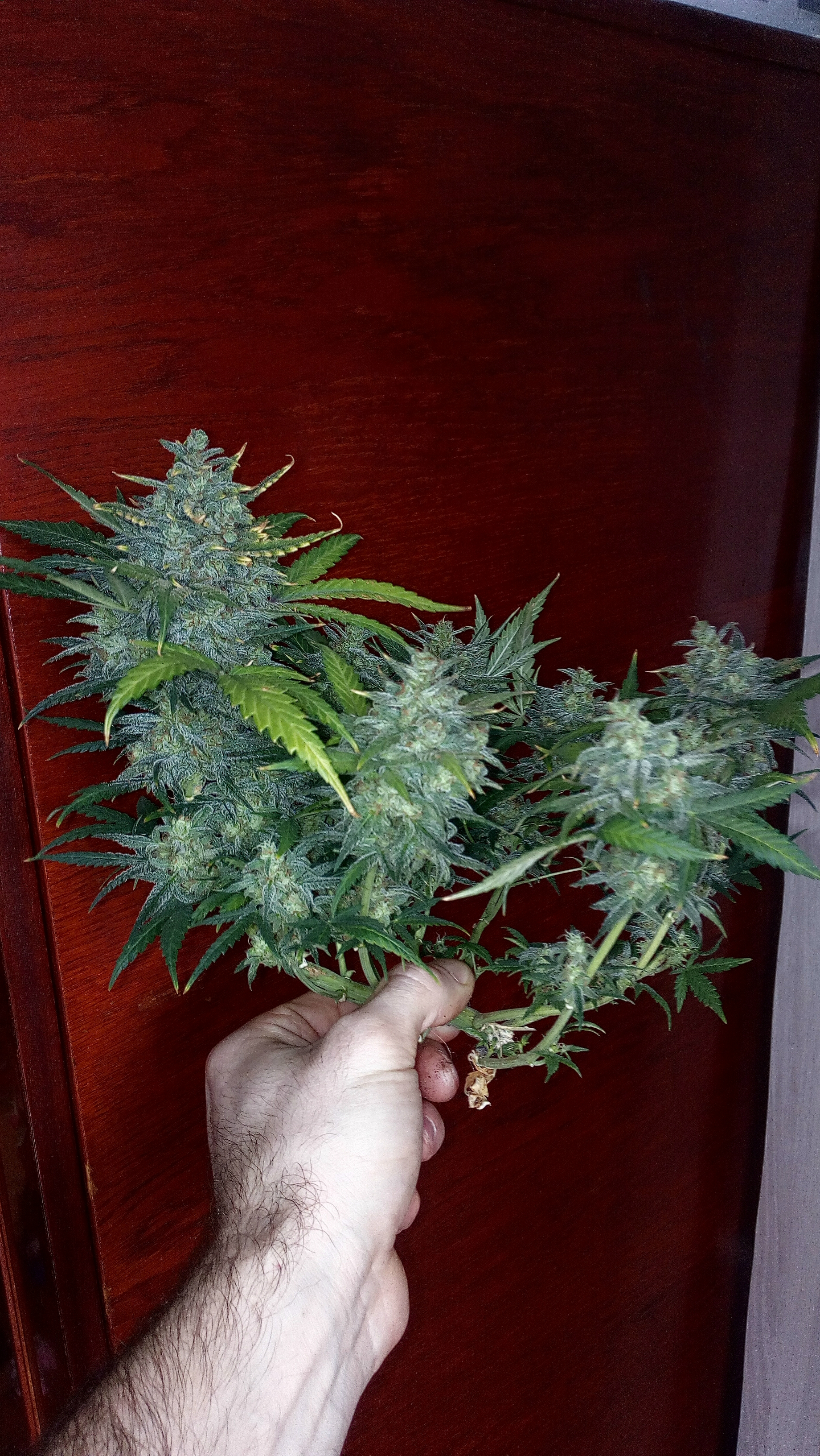 Killer Kush auto fem. 03