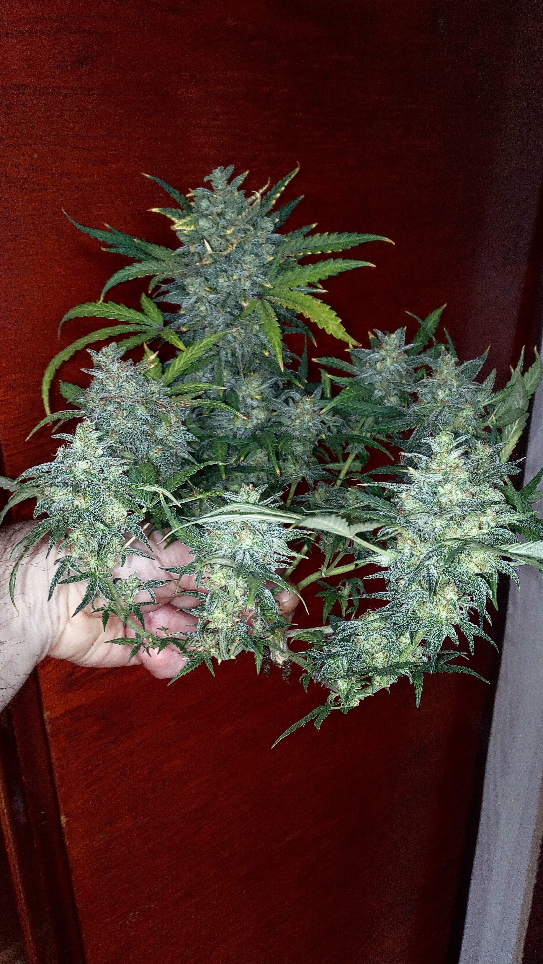 Killer Kush auto fem. 04