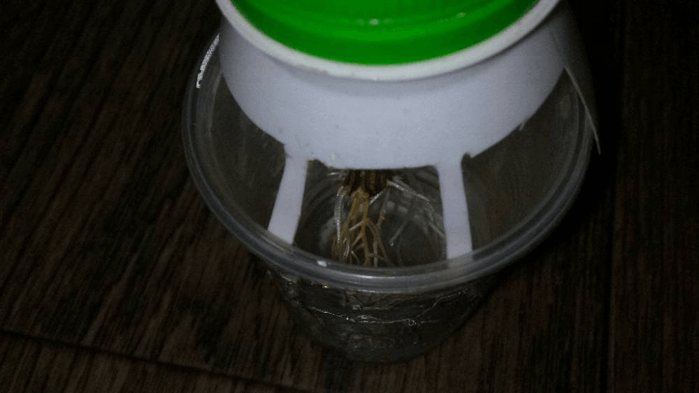 Killer Kush клонирован!