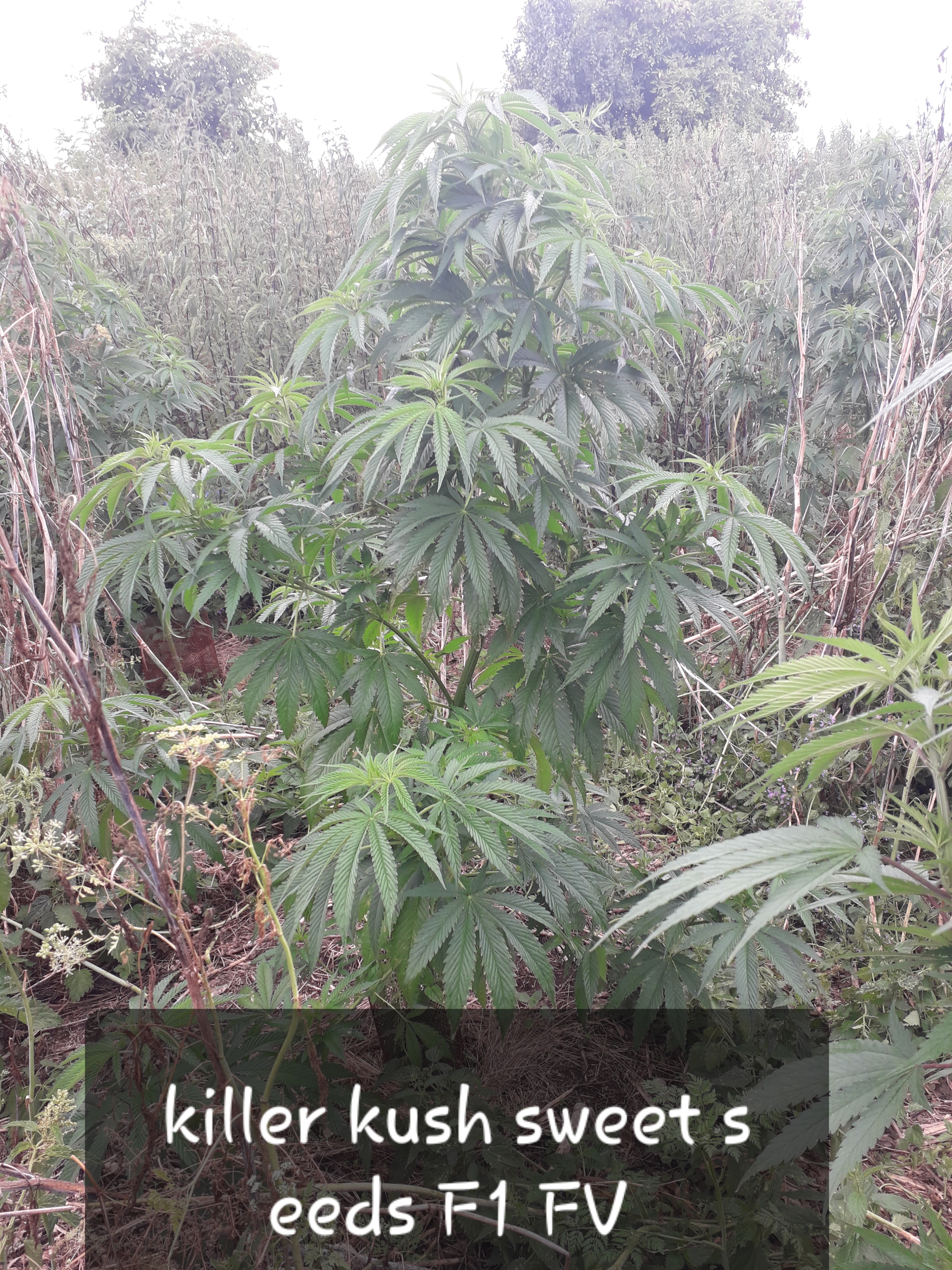 Killer Kush Out