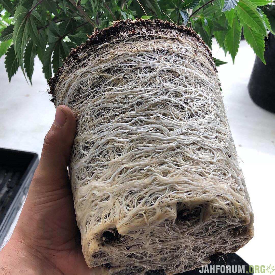 Корни нада 😎?