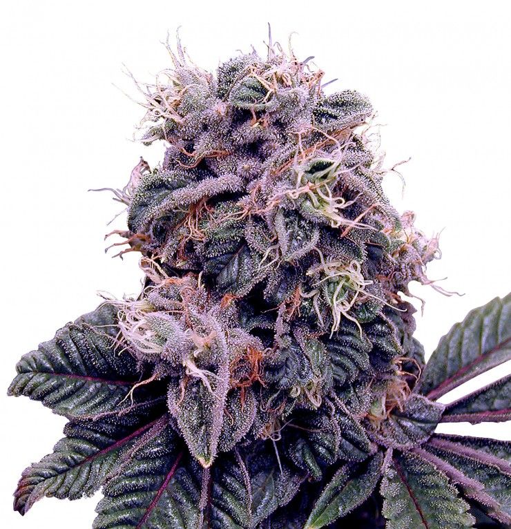 Красивая шишка марихуаны сорта Blueberry