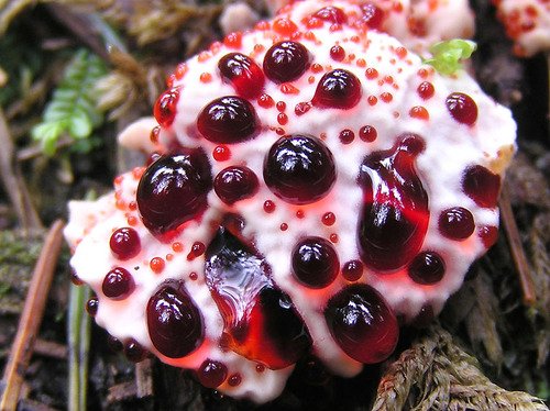 КРОВАВЫЙ ЗУБ / HYDNELLUM PECKII