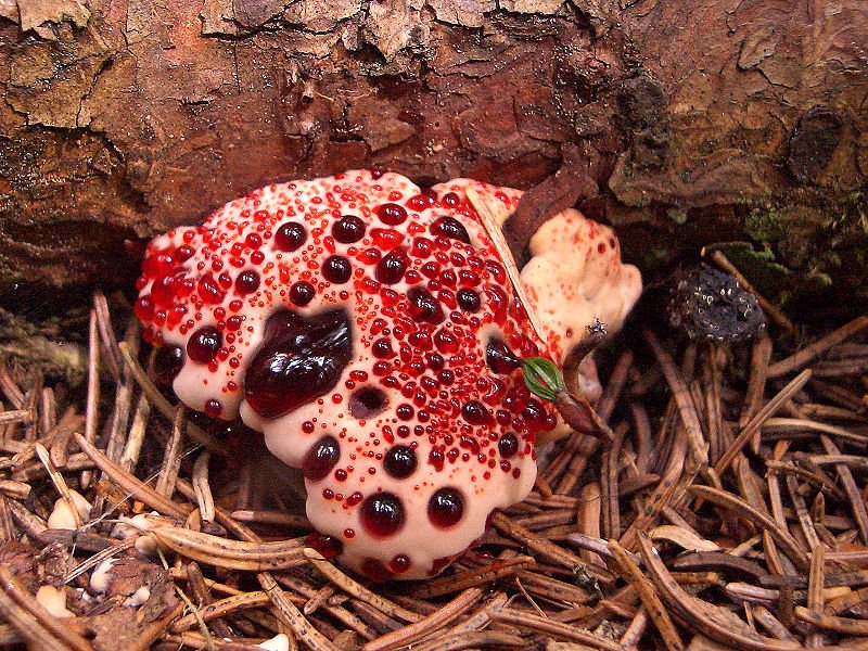 КРОВАВЫЙ ЗУБ / HYDNELLUM PECKII