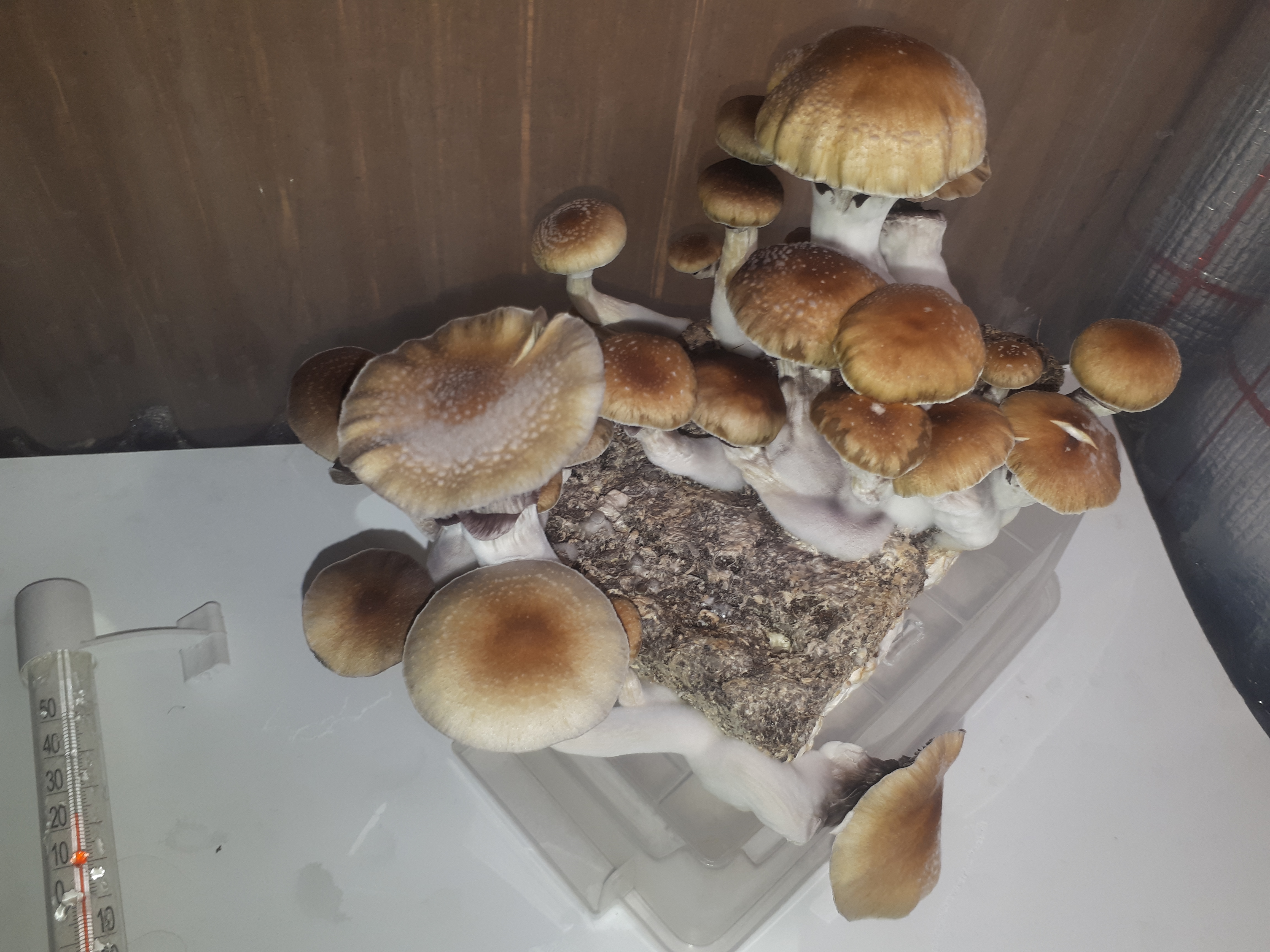кубы мексиканцы