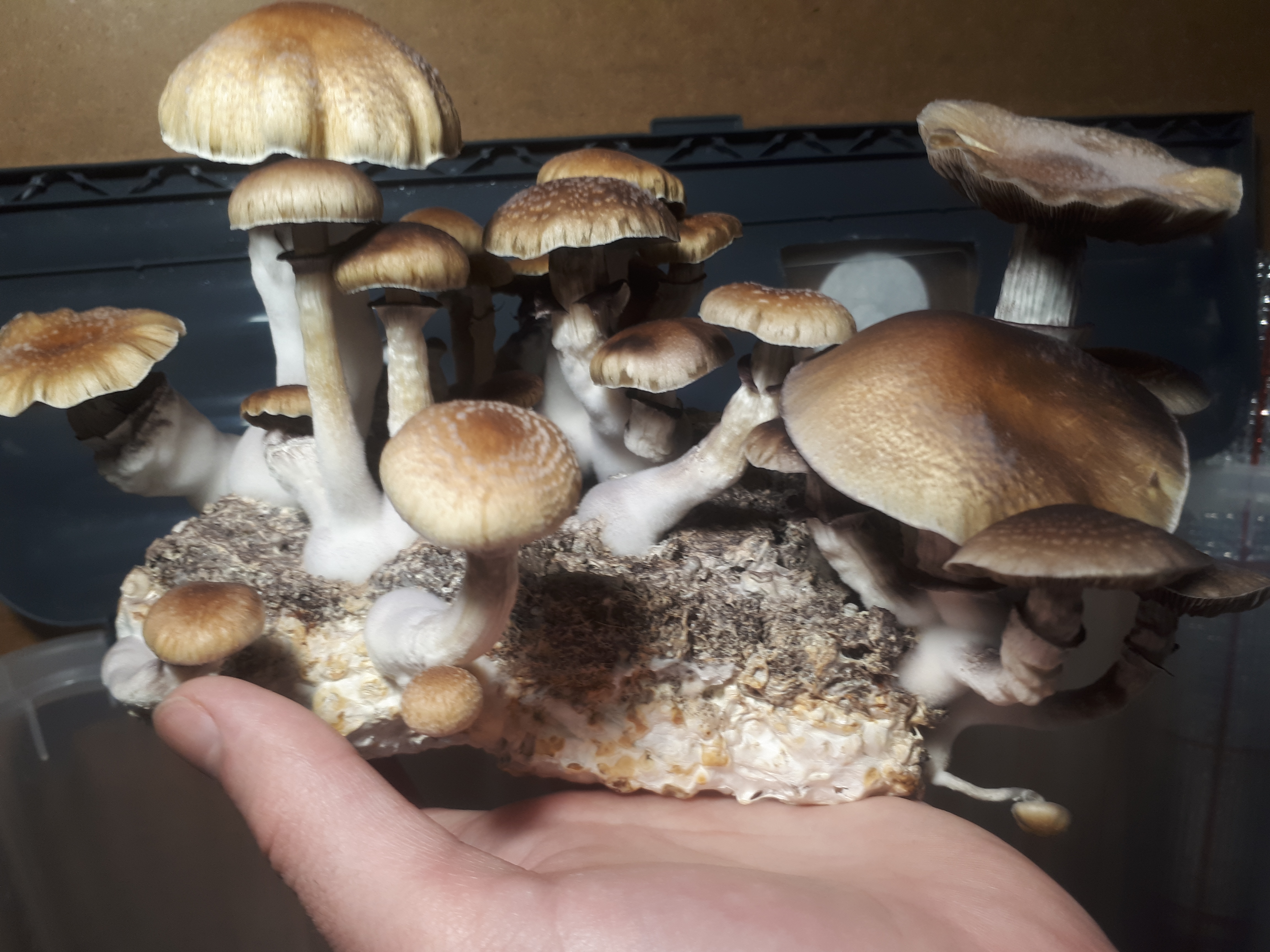 кубы мексиканцы