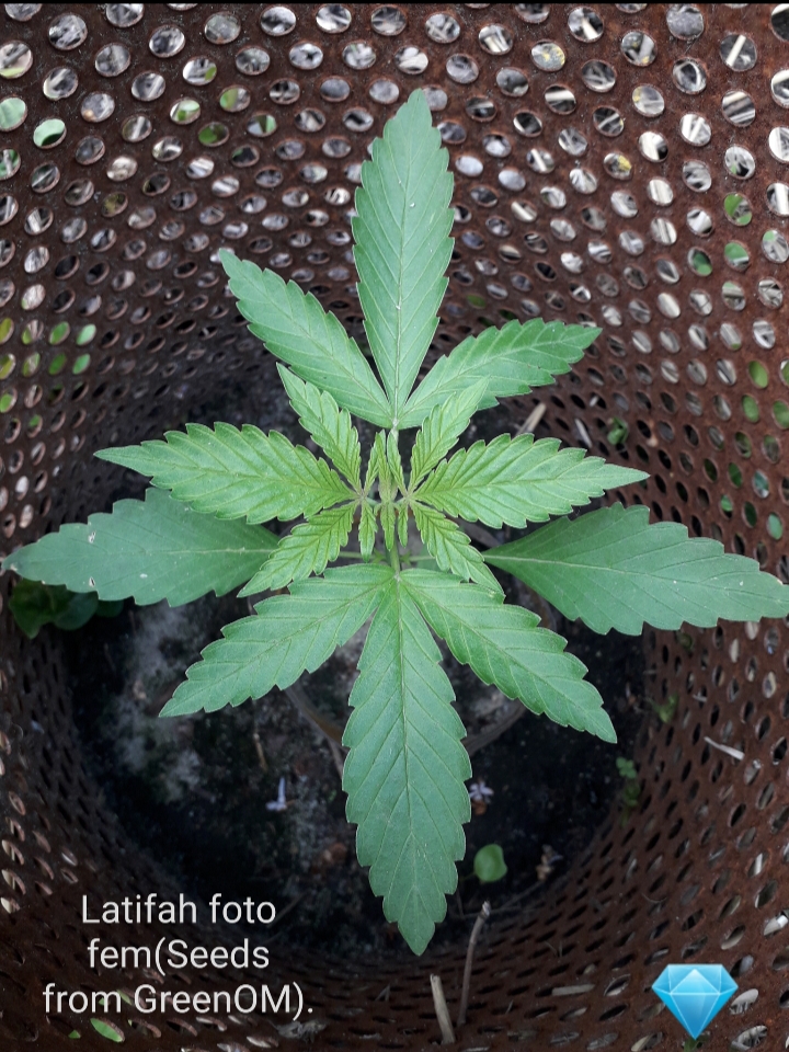 Latifah foto fem(Seeds from GreenOM).