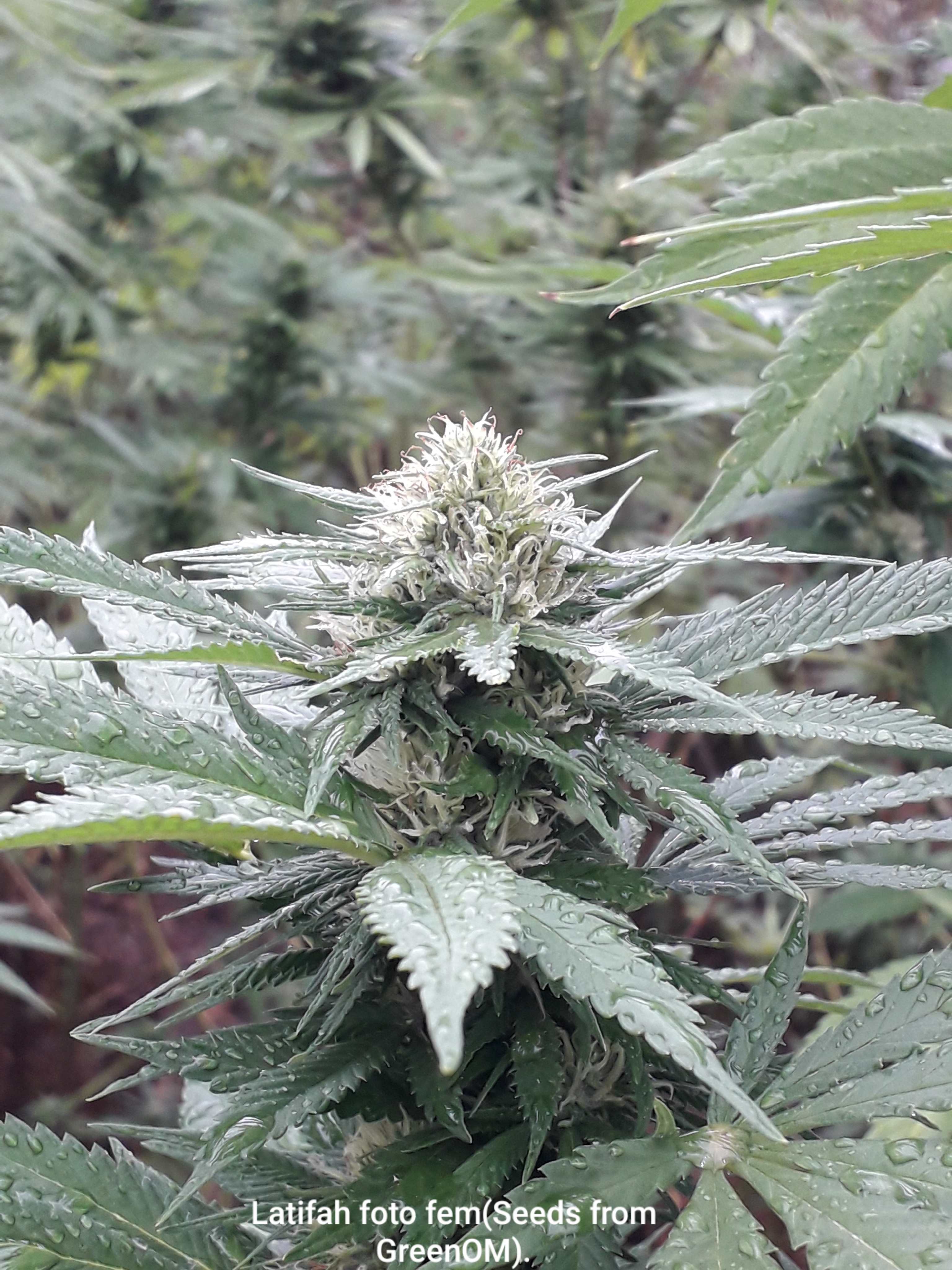 Latifah foto fem(Seeds from GreenOM).
