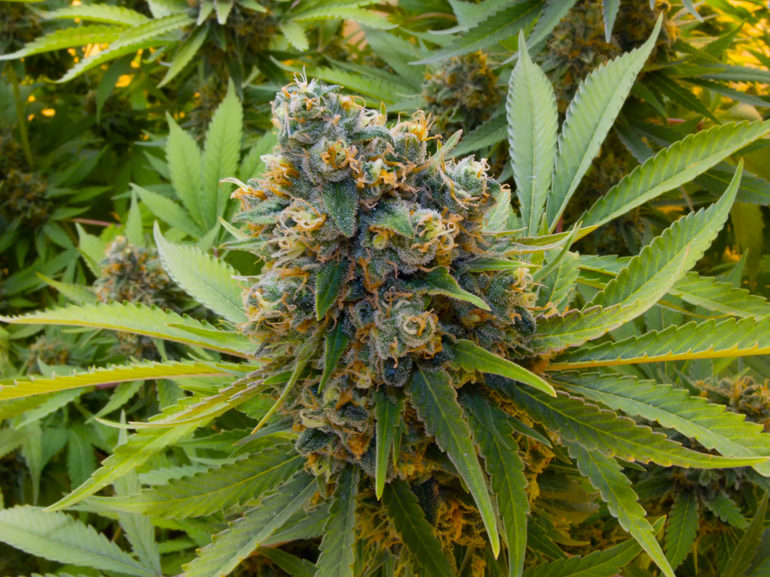 Laughing Buddha (7)