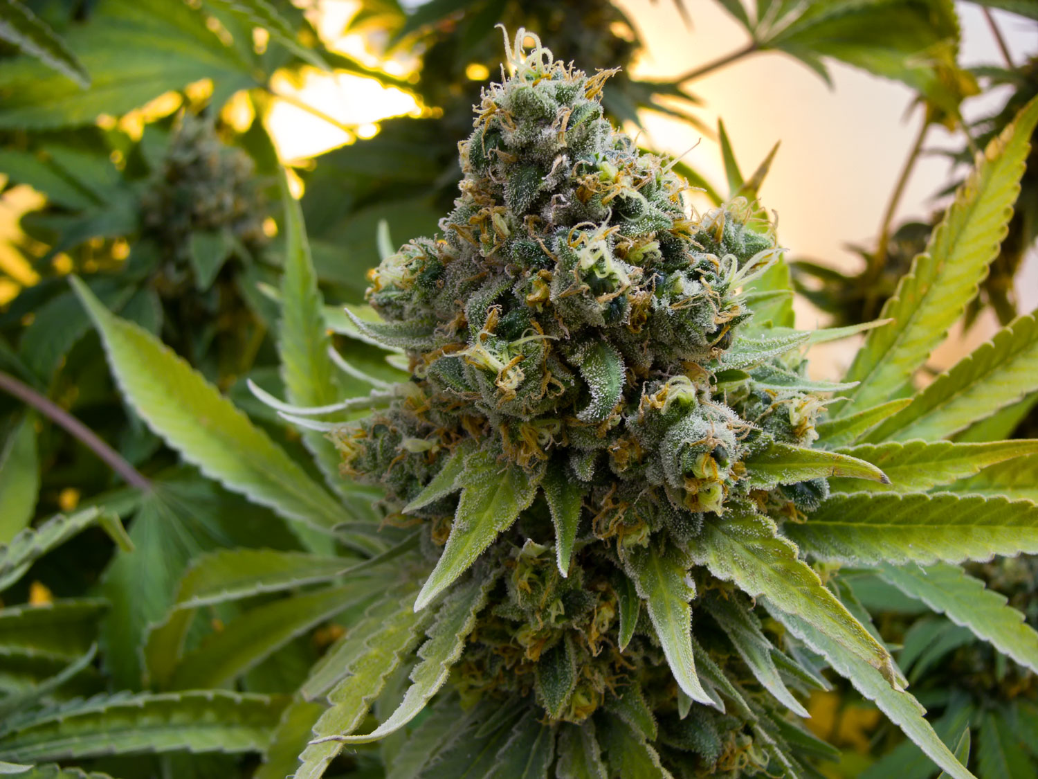 Laughing Buddha (8)