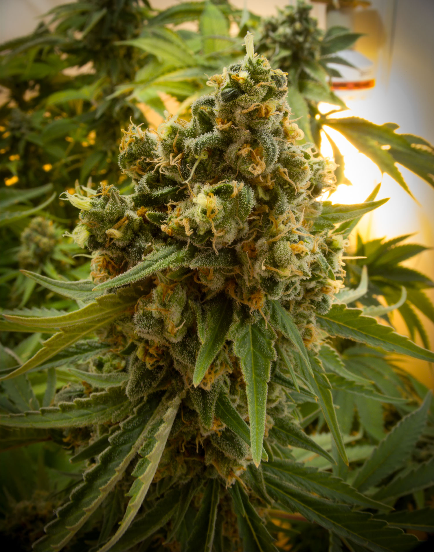 Laughing Buddha (9)