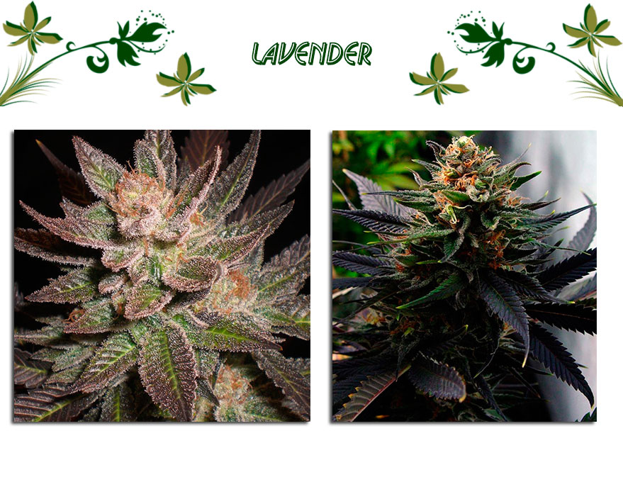 Lavender сорт конопли
