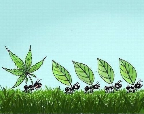 легализация